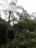 08 Cameron Highlands-Mossy forest-Non sono palme ma felci